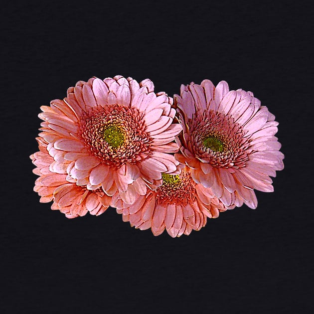 Daisies - Bunch of Pink Shasta Daisies by SusanSavad